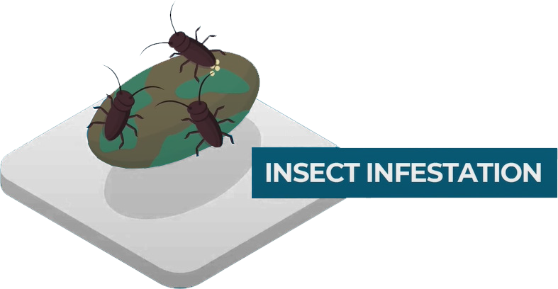 insect infestation